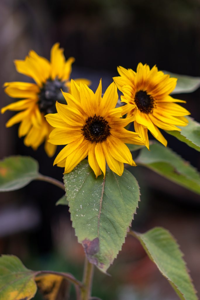 sunflowers